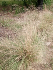 Eragrostis curvula