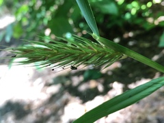 Elymus virginicus virginicus