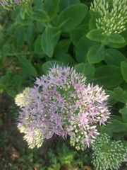 Hylotelephium spectabile