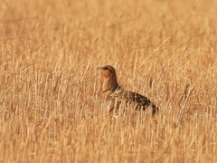 Pterocles alchata