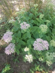 Hylotelephium spectabile