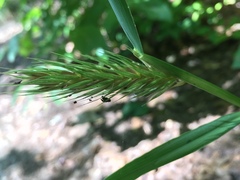 Elymus virginicus virginicus