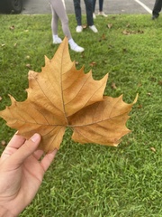 Platanus