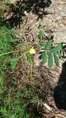 Senna obtusifolia