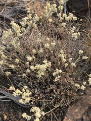 Eriogonum microtheca