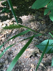 Elymus virginicus virginicus