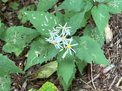 Eurybia divaricata