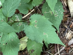 Eurybia divaricata