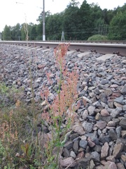 Rumex thyrsiflorus