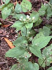 Eurybia divaricata