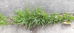 Poa annua