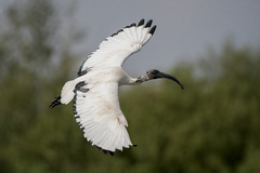 Threskiornis aethiopicus