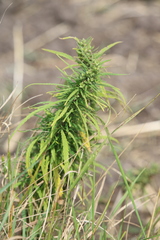 Cannabis sativa spontanea