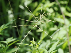 Paspalum paniculatum