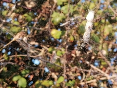 Cyrtophora citricola