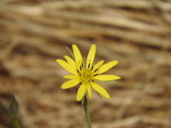 Tragopogon longifolius