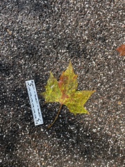 Platanus
