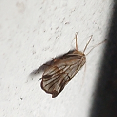 Trichoptera