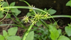 Cyperus croceus