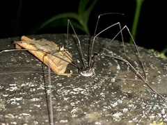 Sclerosomatidae