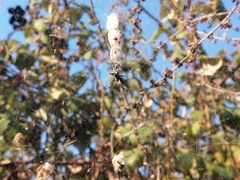 Cyrtophora citricola