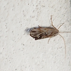 Trichoptera