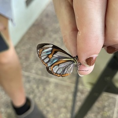 Ithomia agnosia pellucida