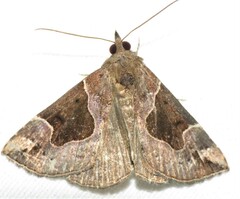 Hypena manalis