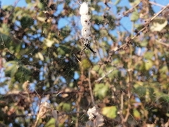 Cyrtophora citricola