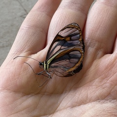 Ithomia agnosia pellucida