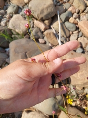 Persicaria sagittata