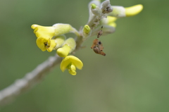 Sophora tomentosa