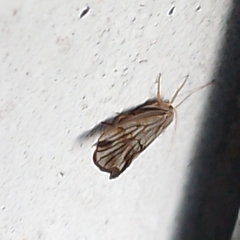 Trichoptera