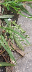 Poa annua