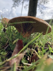 Paxillus