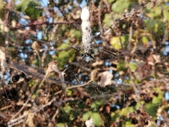 Cyrtophora citricola