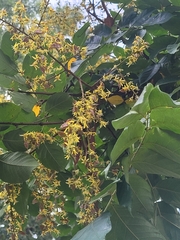 Koelreuteria paniculata