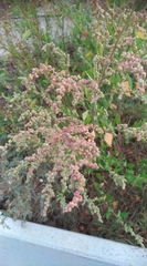 Chenopodium album