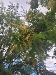 Koelreuteria paniculata