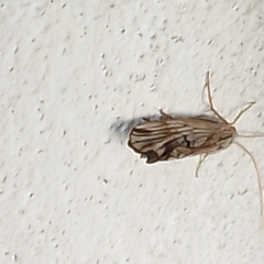 Trichoptera