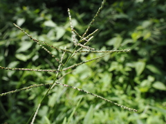 Paspalum paniculatum