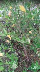 Chenopodium album