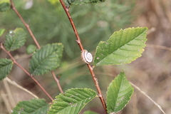 Xerolenta obvia