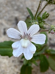 Nemesia