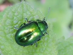 Chrysolina herbacea