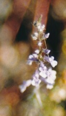 Anarrhinum bellidifolium