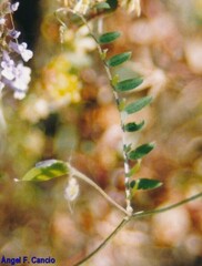 Vicia lutea