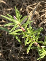 Portulaca pilosa