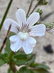 Nemesia