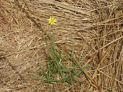 Tragopogon longifolius